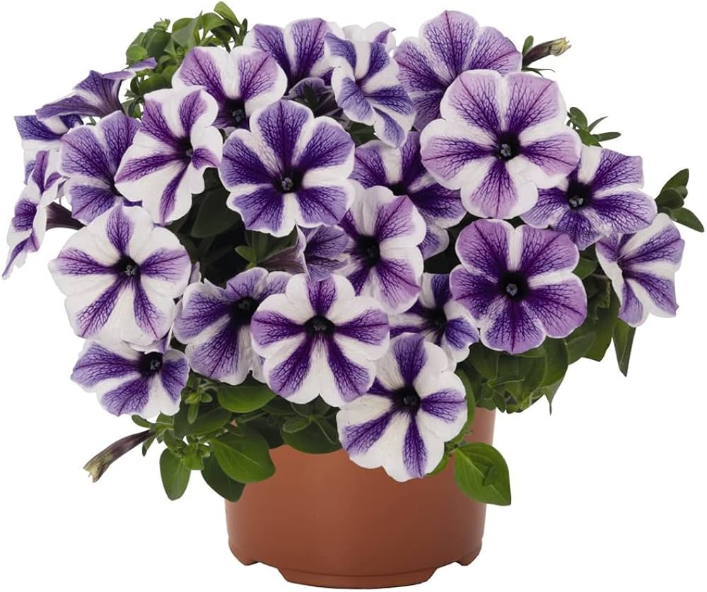 planting pelleted petunia seeds Petunia flower Petunia hybrida Trellis Chiffon pelleted seeds for planting  in pots or balcony planters
