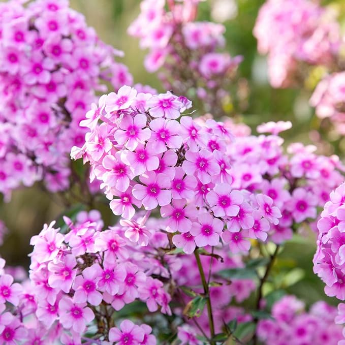phlox plant seeds Phlox Phlox Paniculata Mixed Colors Flower Seeds for Planting – Bright Blooms for Garden Borders and Seasonal Displays