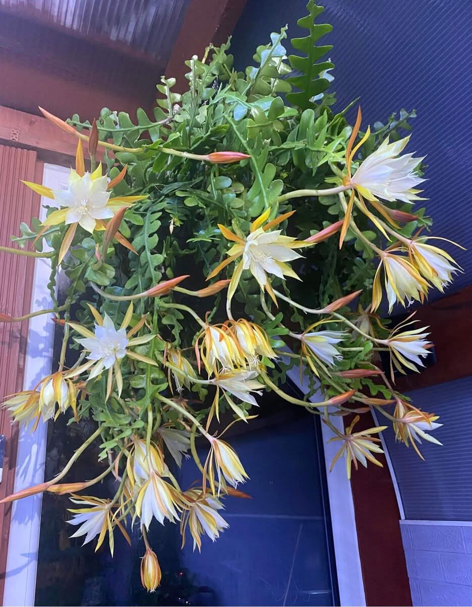 planting seeds at night Heirloom Yellow White Epiphyllum Flower Seeds – Non-GMO Exotic Night Blooms  for Garden Planting
