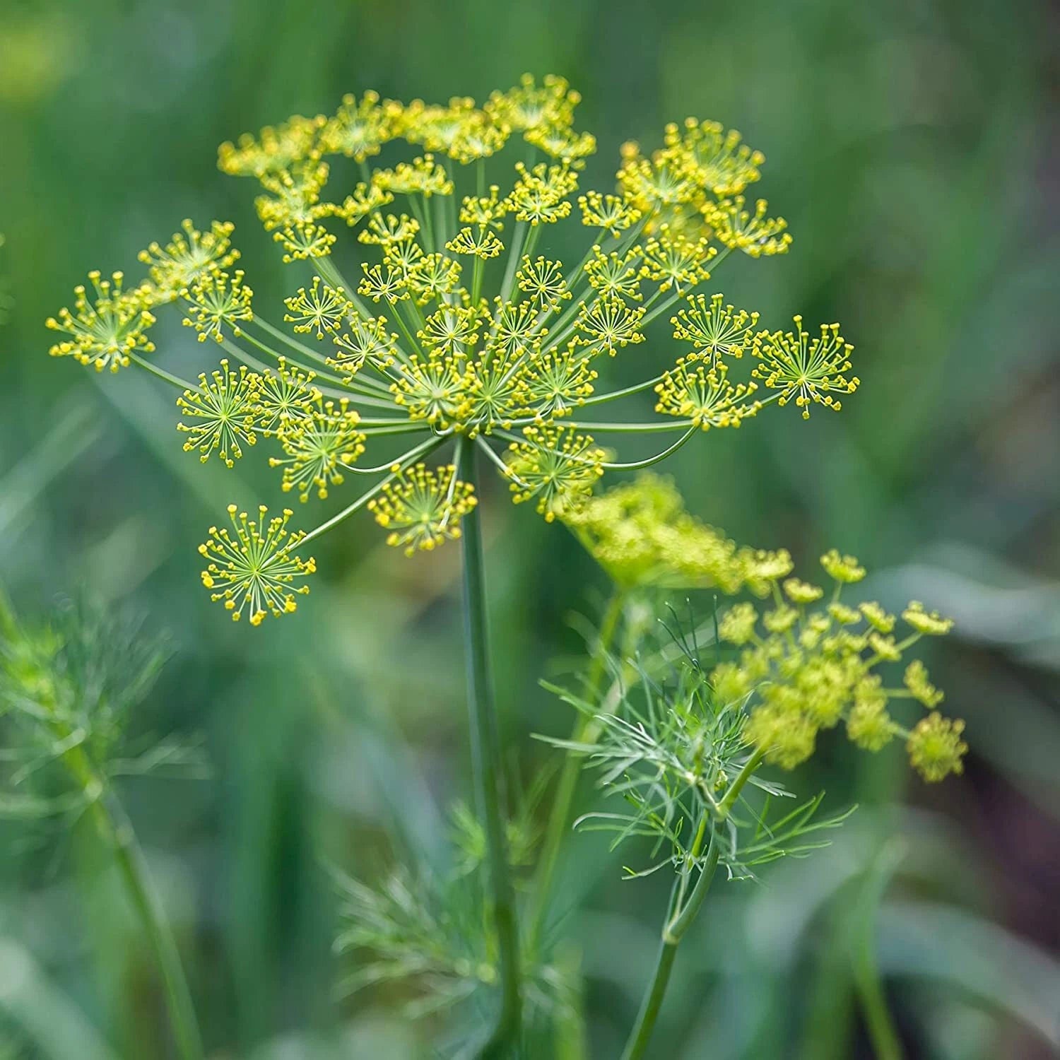 swallowtail plant seeds Herb DILL Culinary Black Swallowtail Butterfly Host Plant Seeds – Heirloom,  Non-GMO – Dharaseeds