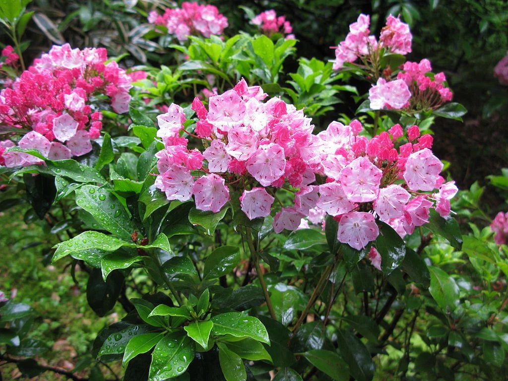 mountain laurel seeds planting Mountain Laurel Shrub Kalmia Latifolia Seeds Showy Evergreen – Heirloom,  Non-GMO – Dharaseeds