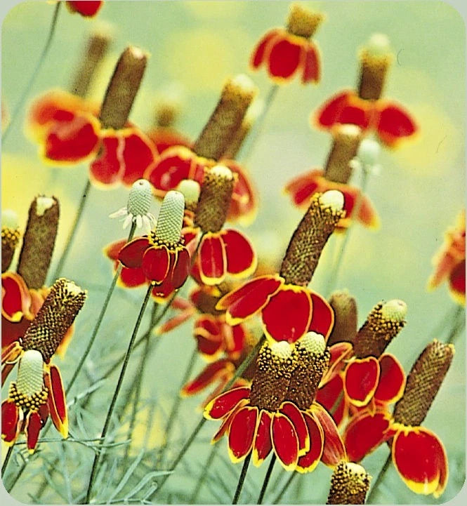 plant seeds hat MEXICAN HAT Flower Seeds Perennial Native Wildflower Drought Heat Cold Easy – Heirloom, Non-GMO – Dharaseeds