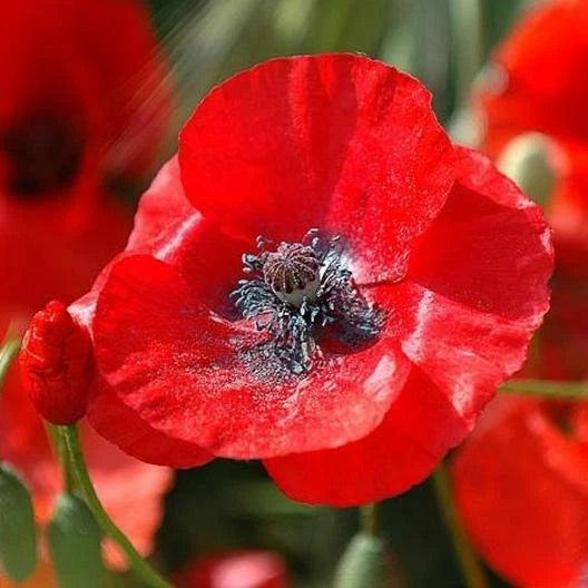 wildflower seeds poppies Poppies RED CORN Flanders Field Poppy Wildflower Seeds – Various Wildflower Species – Heirloom, Non-GMO – Dharaseeds