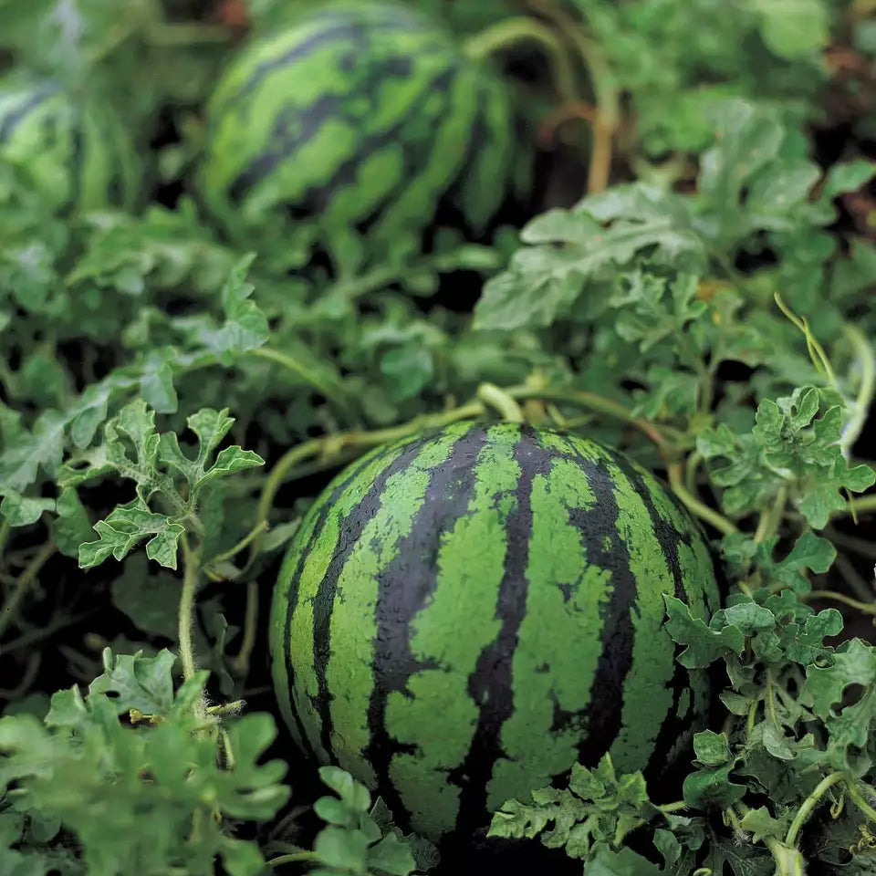 SF184 Hime Kansen Seeds (Watermelon Seeds) – Japanese Icebox Type