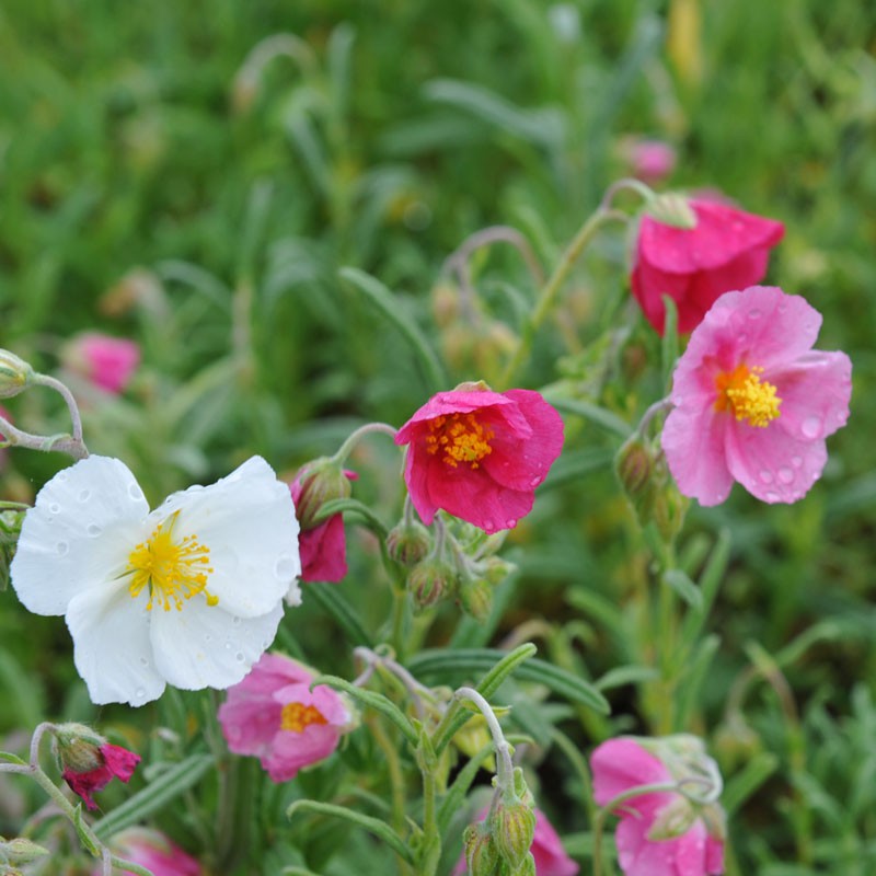 heirloom-helianthemum-flower-seeds-non-gmo-rock-rose-blooms-for-sun