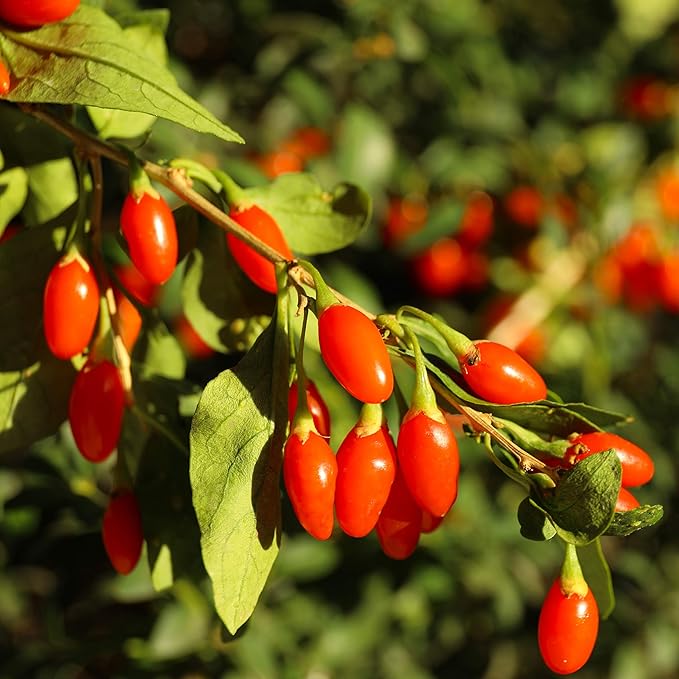Wolfberry Lycium Barbarum Seeds – Edible Landscaping & Garden Variety ...