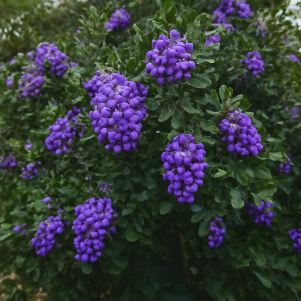 Texas Mountain Laurel (Mescal Bean): Complete Guide to Planting, Growing, and Caring - Dharaseeds
