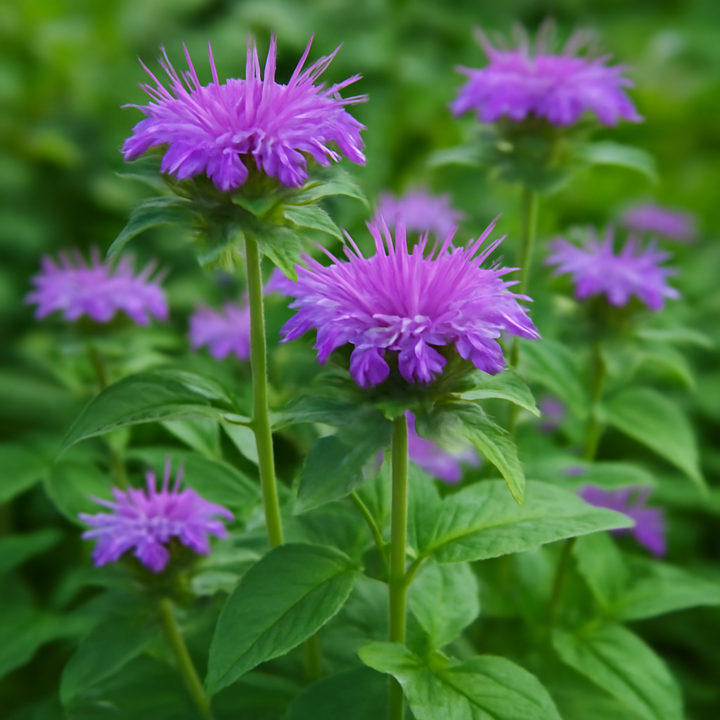 Lavender Bergamot: Complete Guide to Planting, Growing, and Caring - Dharaseeds