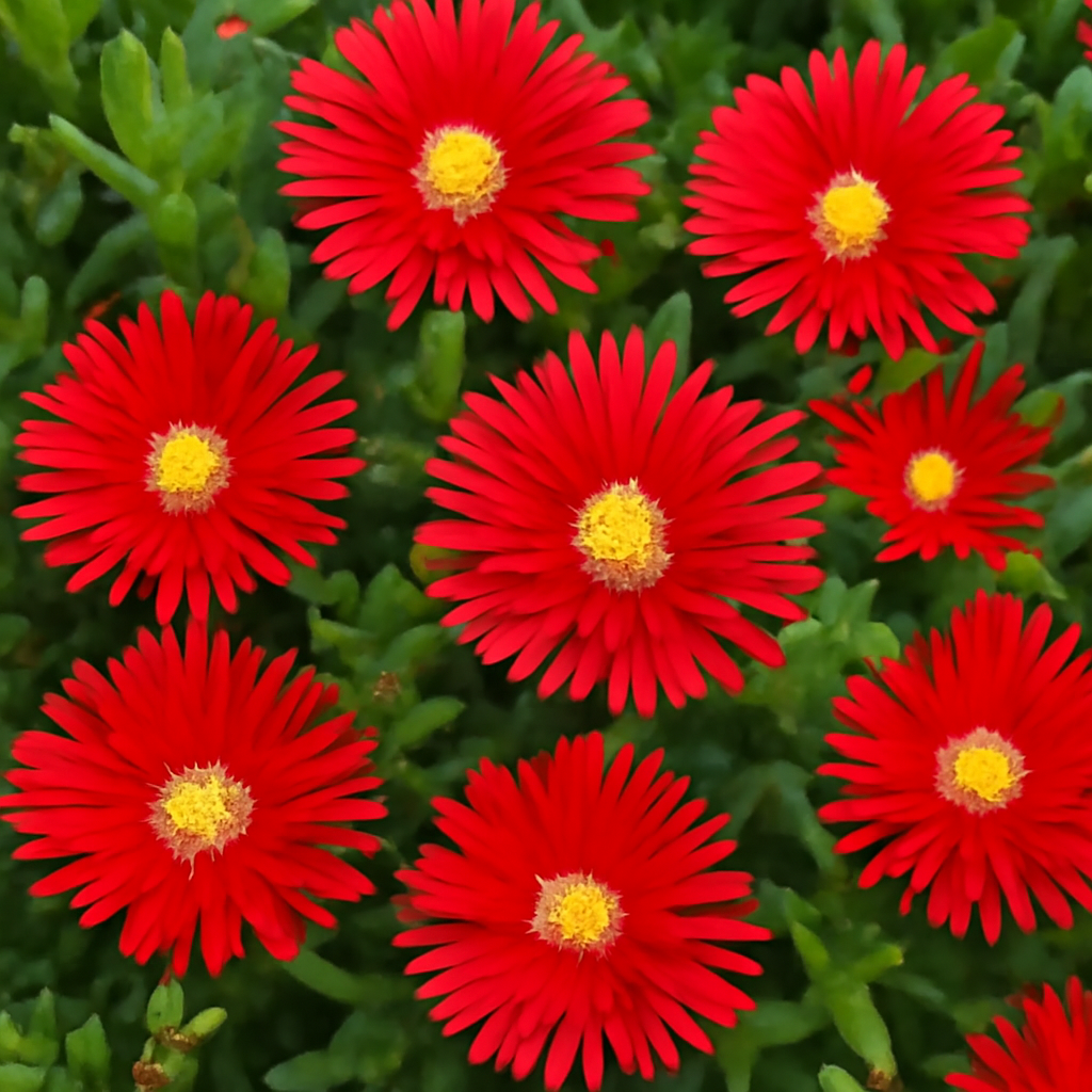 Bright Red Ice Plant (Delosperma cooperi): Complete Guide to Planting, Growing, and Caring - Dharaseeds