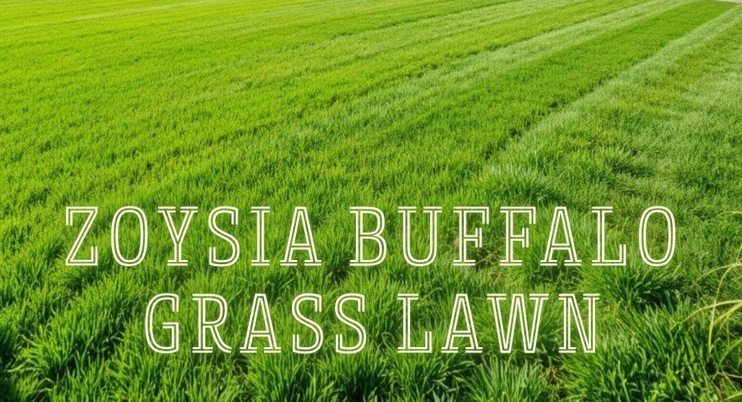 🏡 Buy Zoysia Buffalo Grass Seeds Online – Premium Lawn Grass for USA, UK & Worldwide - Dharaseeds