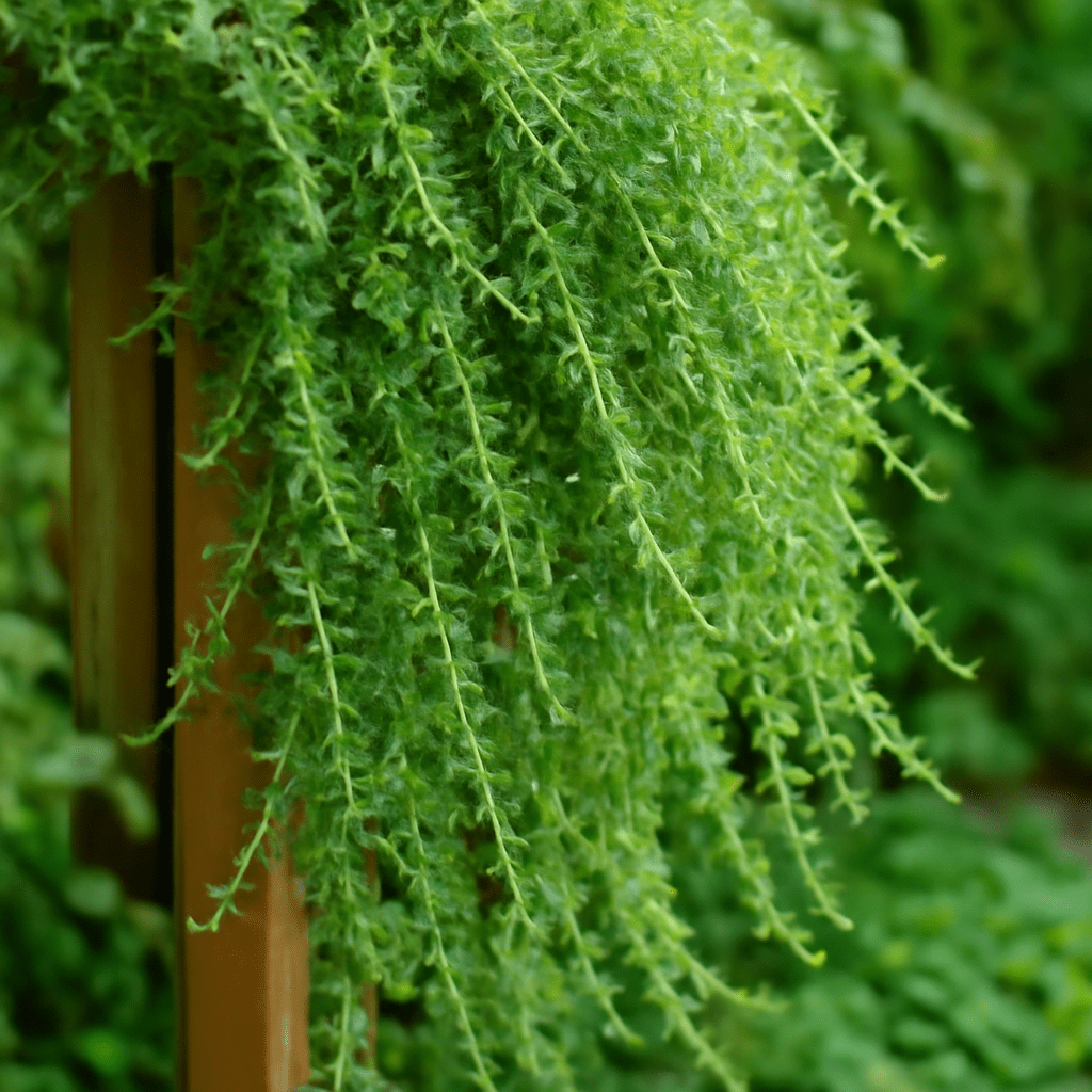 Climbing Thyme: Growing, Caring, and Enjoying This Aromatic Herb - Dharaseeds