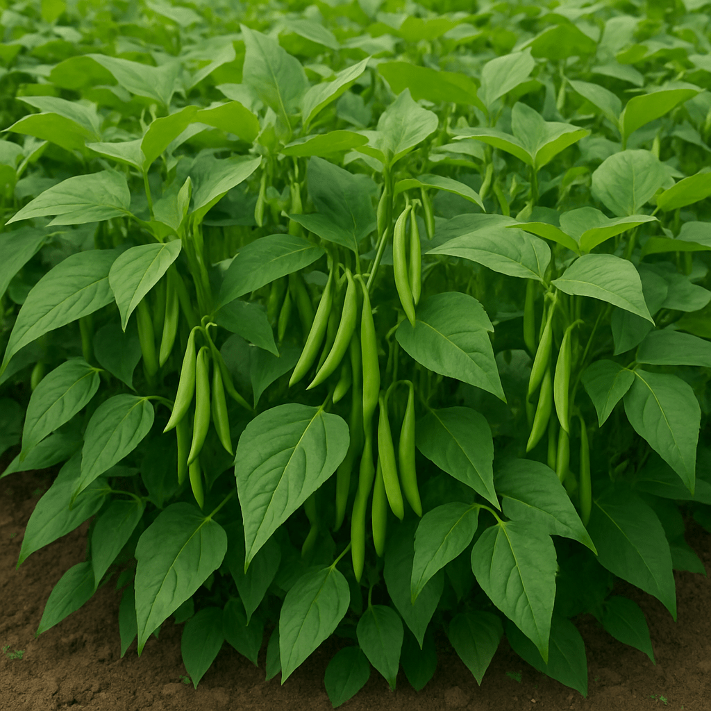 Grow Crisp, Nutritious Bean Phaseolus Vulgaris at Home - Dharaseeds