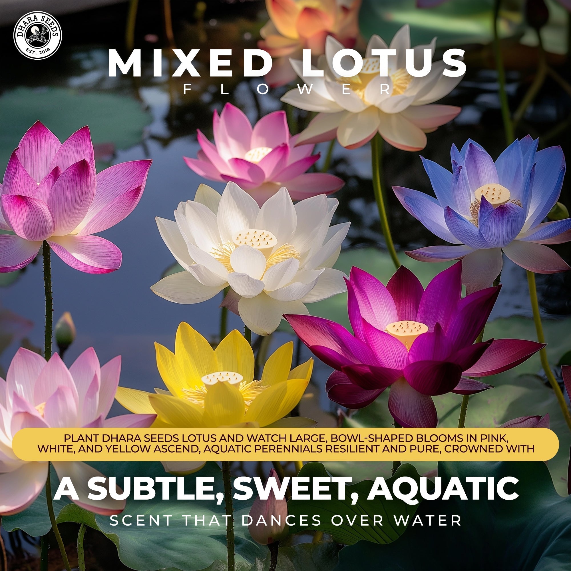 How to Grow Lotus from Seeds: A Complete Guide for Home Gardeners - Dharaseeds