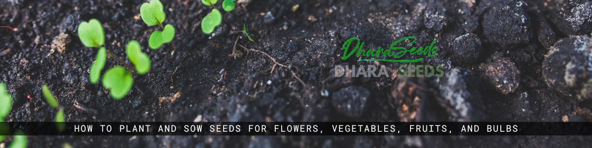 How to Plant and Sow Seeds - Dharaseeds