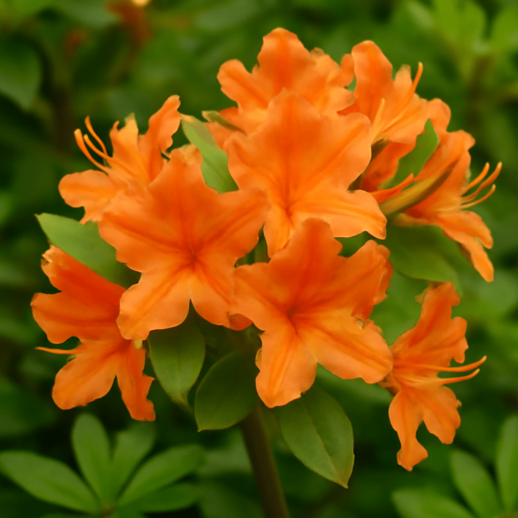Orange Azalea (Rhododendron) Guide: Growing, Caring, and Enjoying This Vibrant Flower - Dharaseeds
