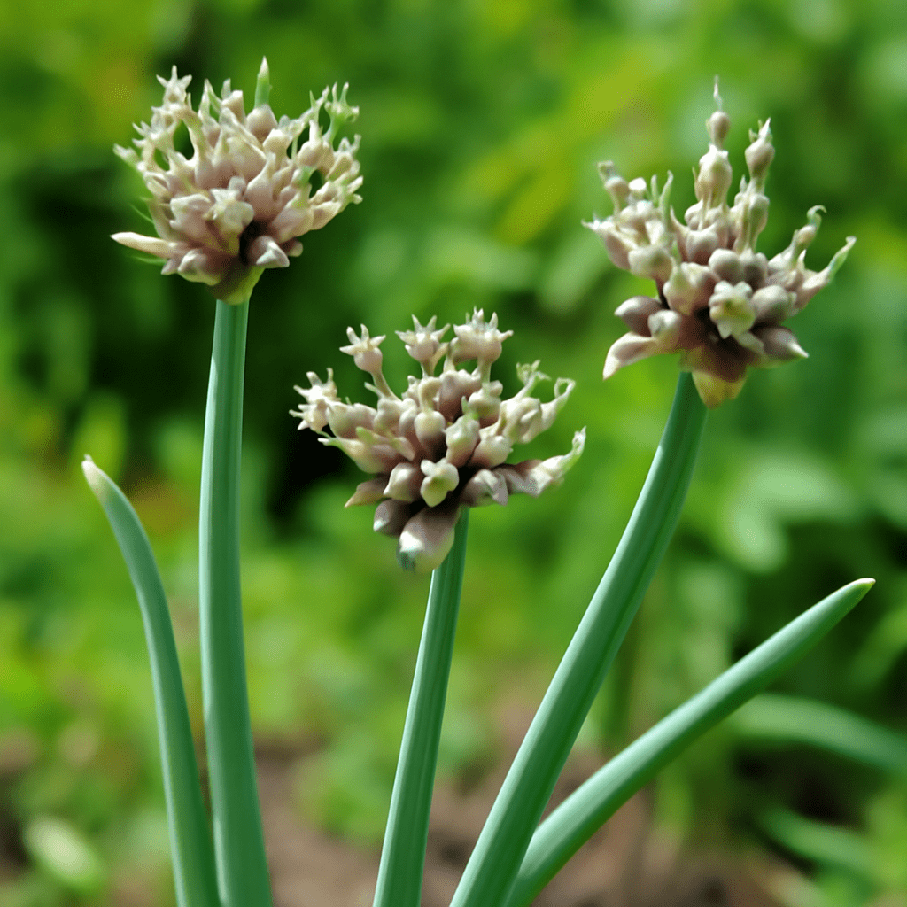 Walking Onion: Growing, Caring, and Enjoying This Unique Perennial - Dharaseeds