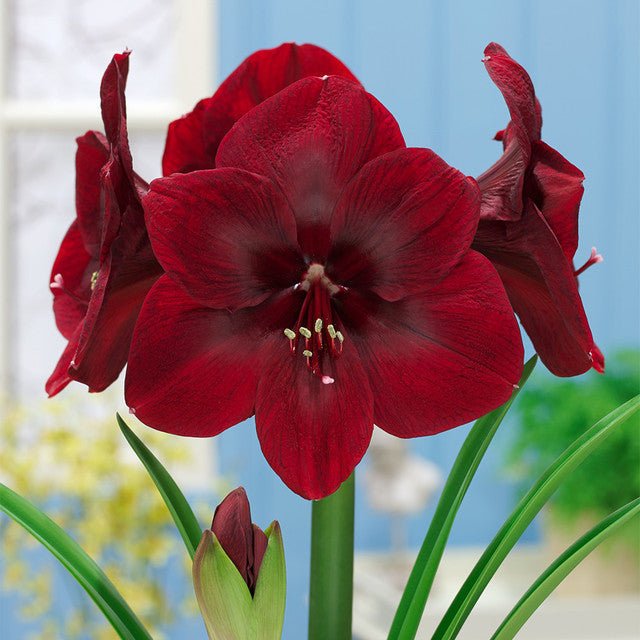 Amaryllis - Dharaseeds