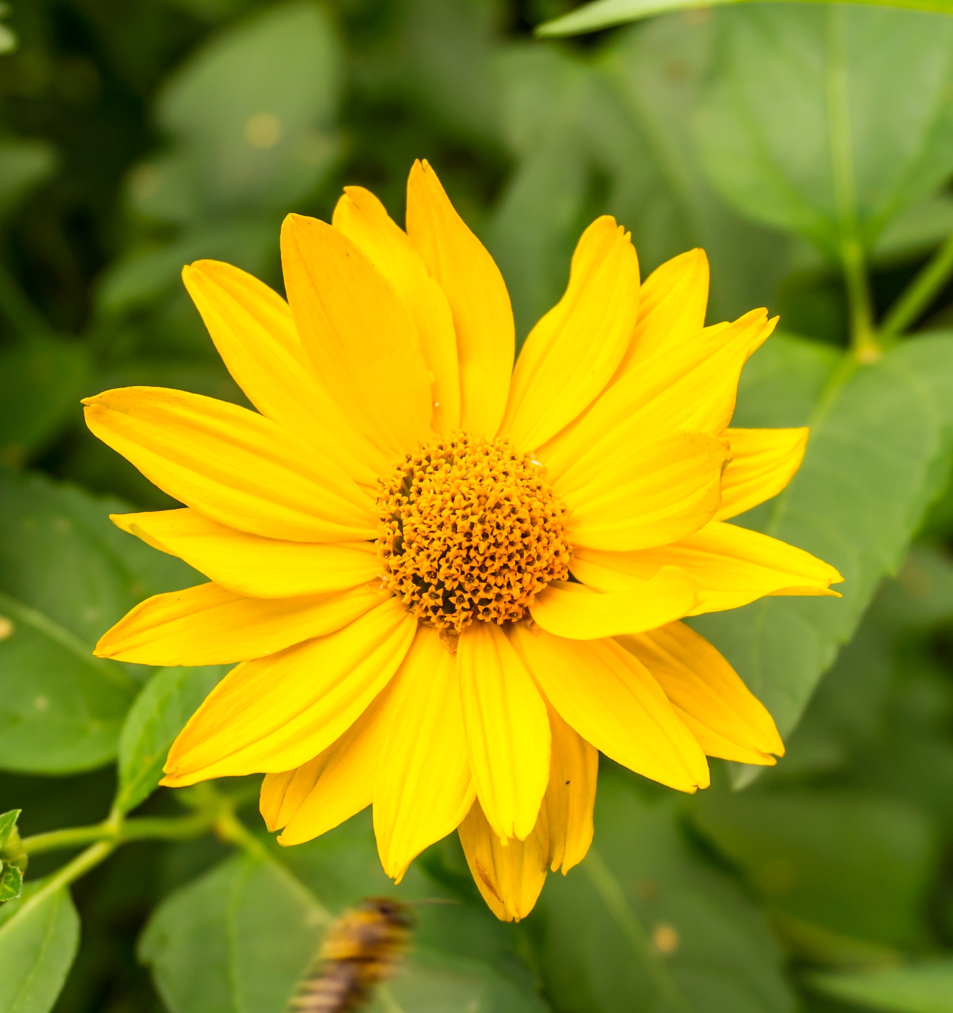 Arnica