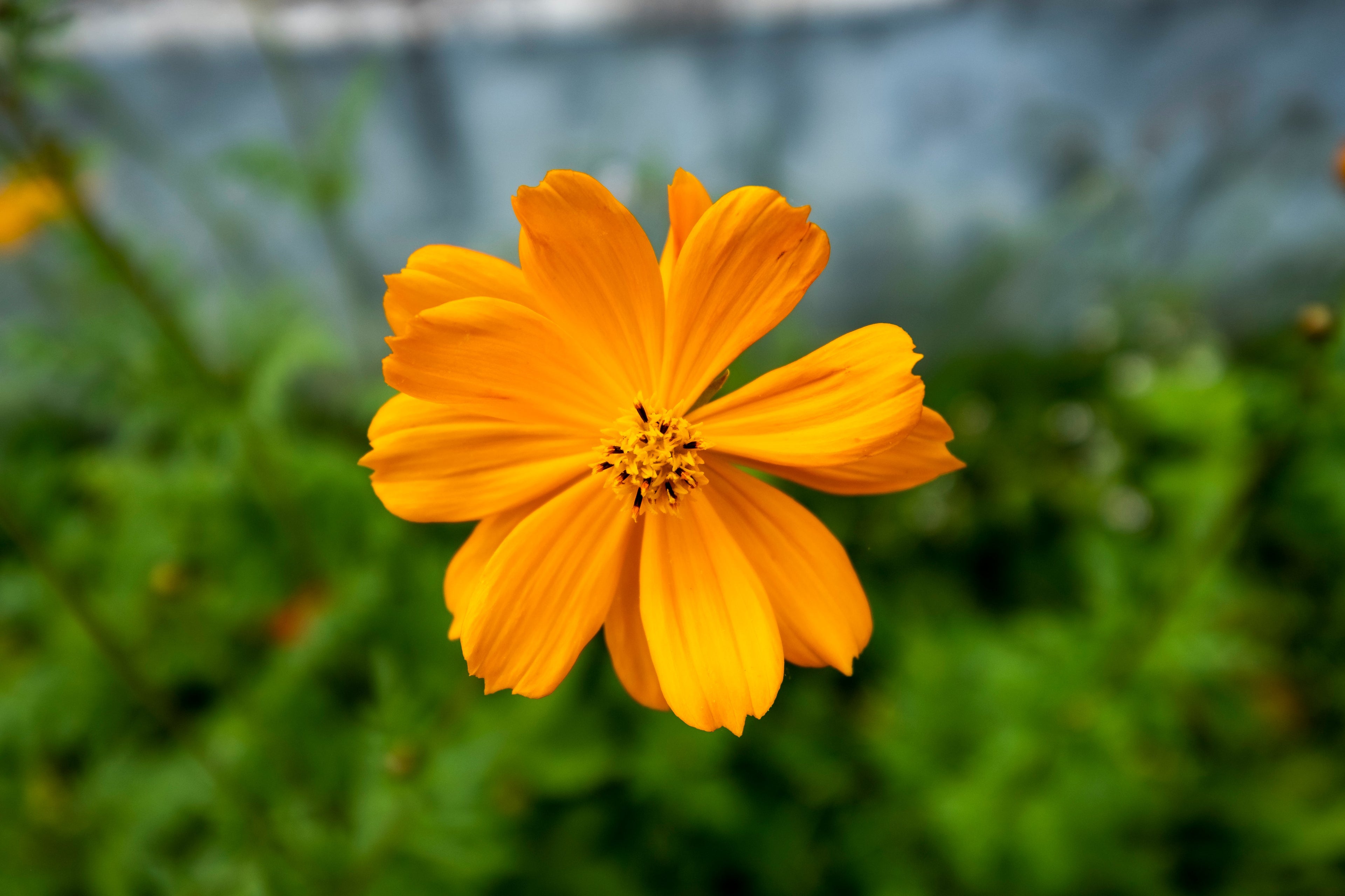 Calendula