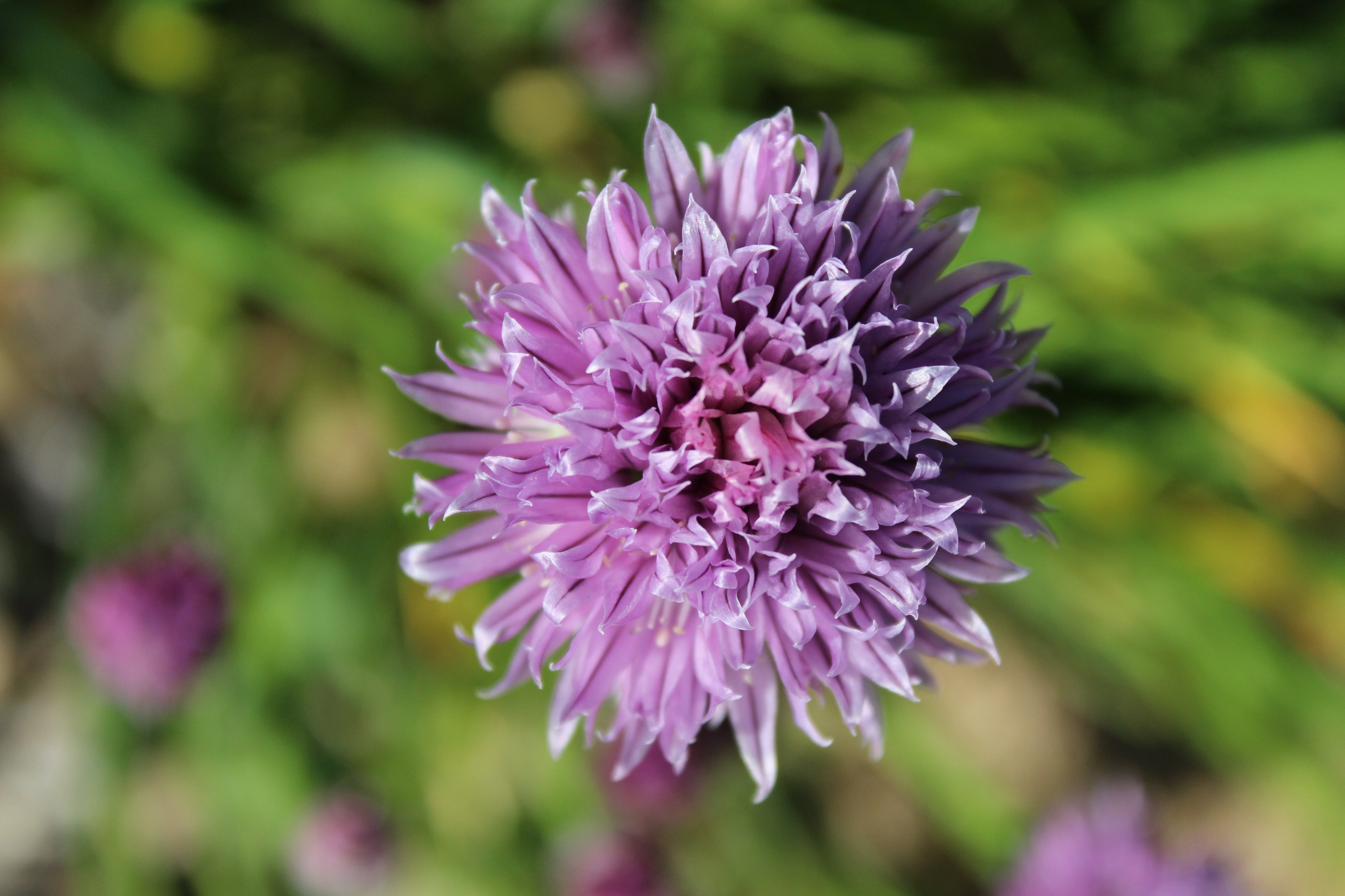 Bee Balm (Monarda)