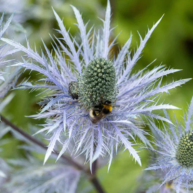 Sea Holly