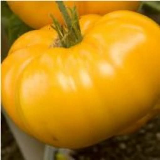 Light Yellow Giant Belgium Tomato Solanum lycopersicum for planting in vegetable patch