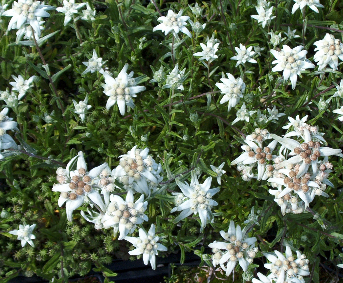 Leontopodium alpinum 'Matterhorn'- EDELWEISS Seeds