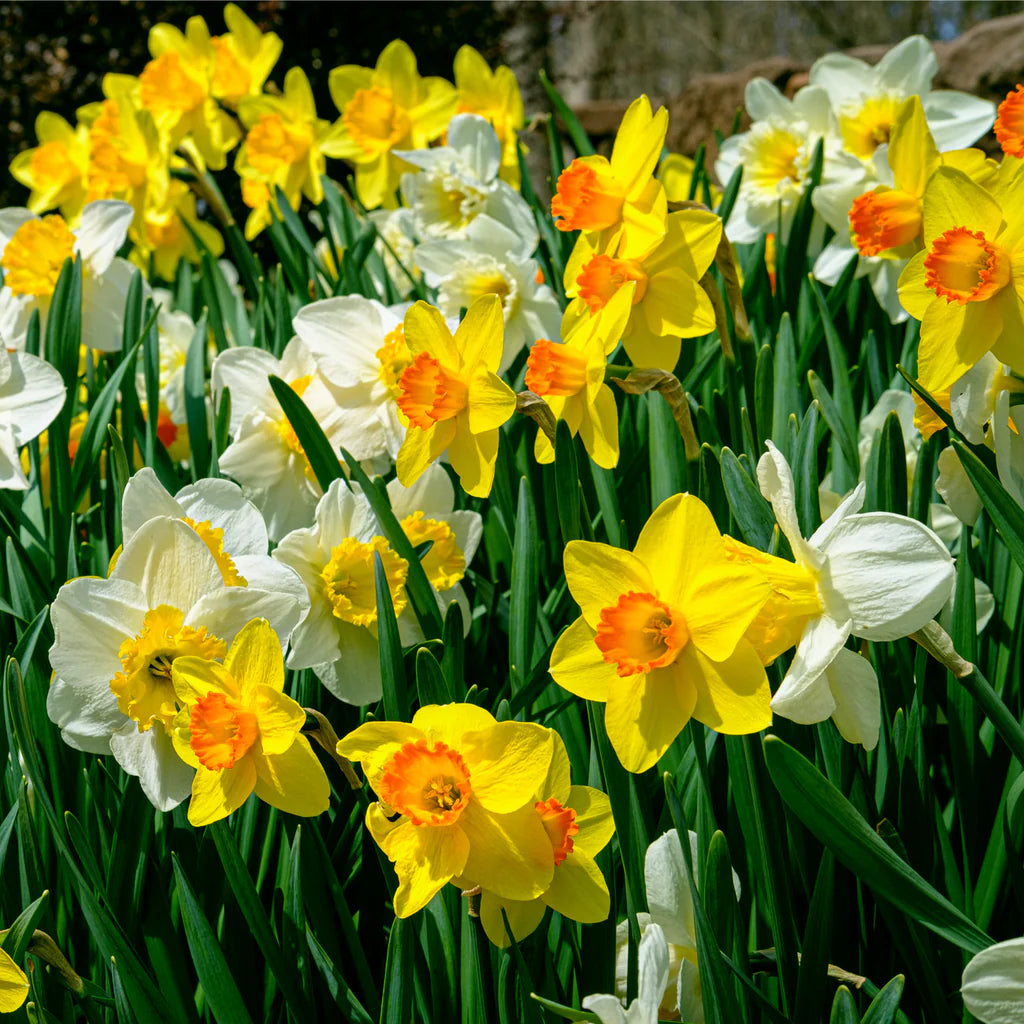 Narcissus Kitchen Sink Mix Daffodil Seeds