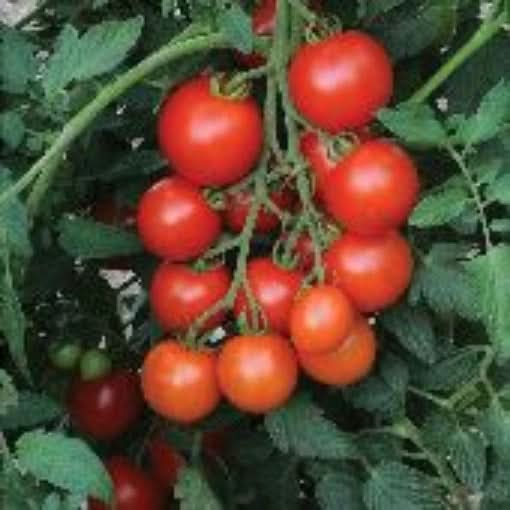 Mountain Magic Campari Tomato Solanum lycopersicum seeds for planting