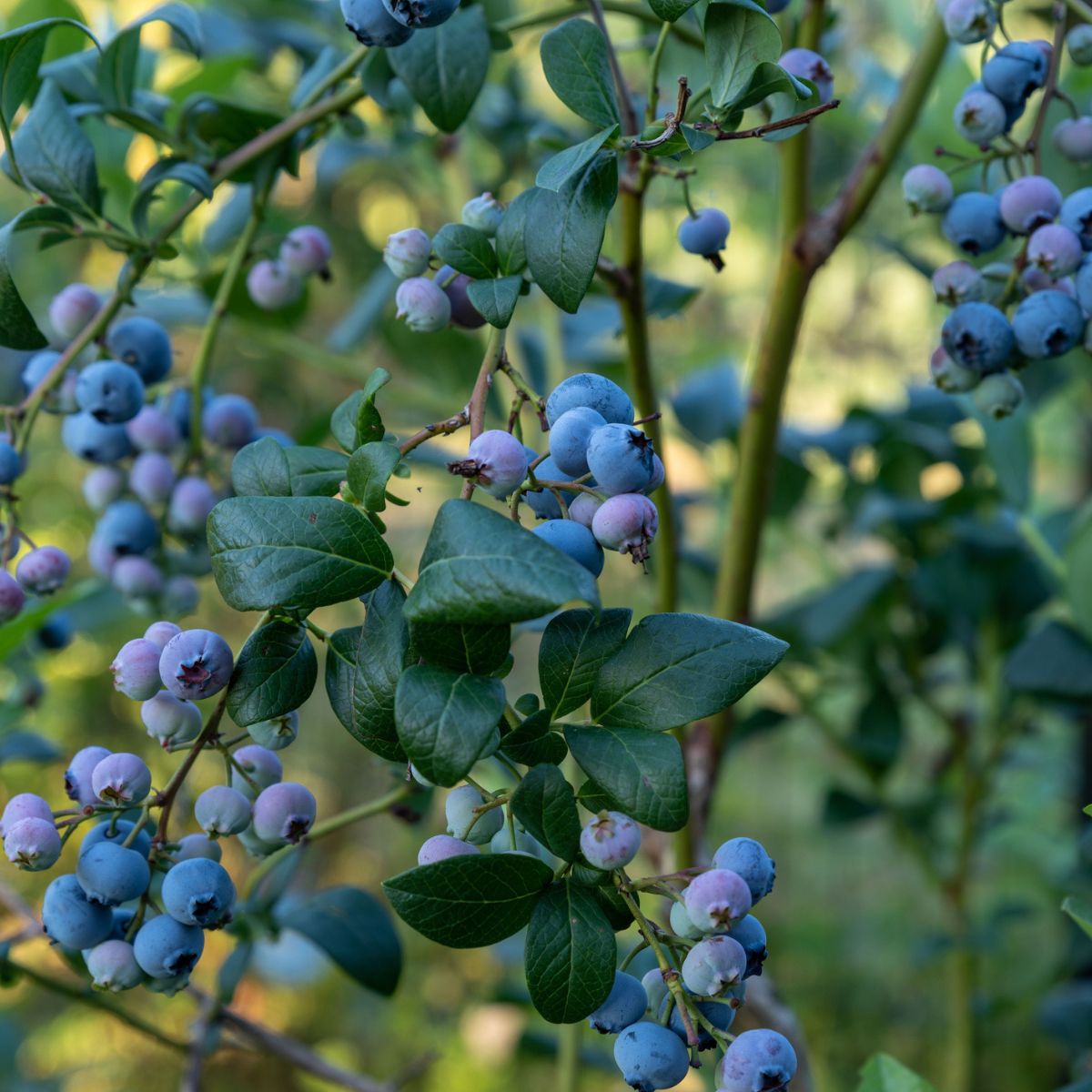 Blueberry Blue Crop