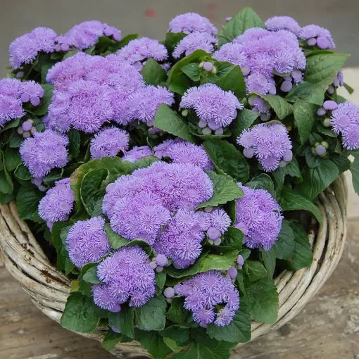 Dwarf Aloha Blue Ageratum Seeds Compact Blue Flossflower High Germination Garden Seeds heirloom non-gmo seeds