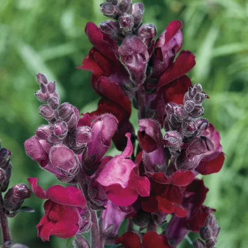 Black Prince Snapdragon Seeds Deep Maroon Antirrhinum Blooms High Germination Garden Seeds heirloom non-gmo seeds