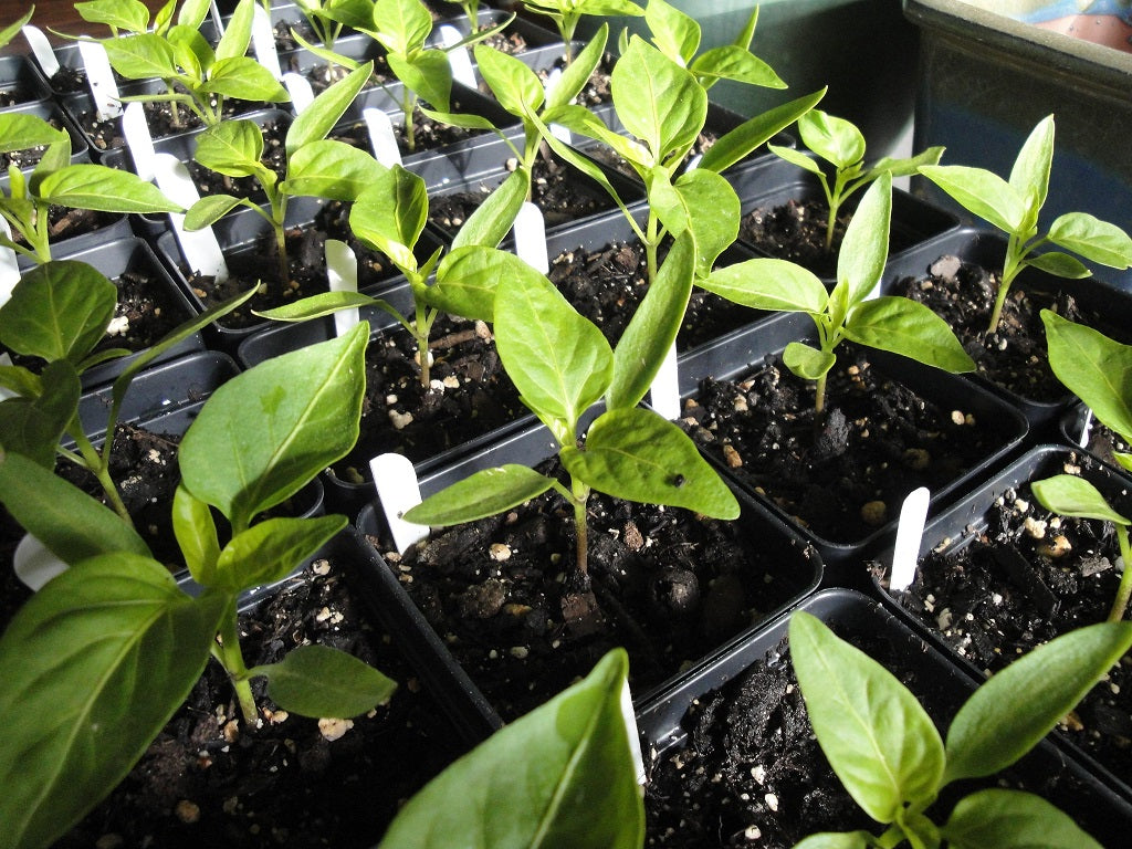 Kitchen Minis Siam Edible Potted Tomato Seeds | Small-Space Mini Red Tomatoes – Heirloom, Non-GMO, High Germination Organic Garden Seeds
