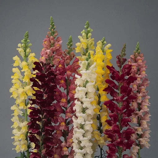 Rocket Snapdragon Seeds Tall Hybrid Snapdragon Blend High Germination Garden Seeds heirloom non-gmo seeds