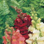Rocket Red Snapdragon Seeds Upright Red Hybrid Snapdragon Blooms High Germination Garden Seeds heirloom non-gmo seeds