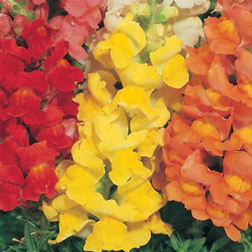 Golden Snapdragon Seeds Rocket Golden Upright Snapdragon High Germination Garden Seeds heirloom non-gmo seeds