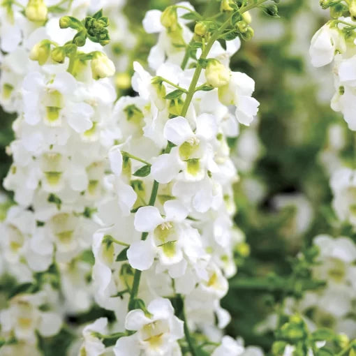 White Angelonia Seeds Heat-Tolerant Summer Snapdragon Flowers High Germination Garden Seeds heirloom non-gmo seeds