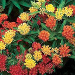 Butterfly Weed Seeds Monarch Attracting Milkweed Flower Seeds High Germination Garden Seeds heirloom non-gmo seeds