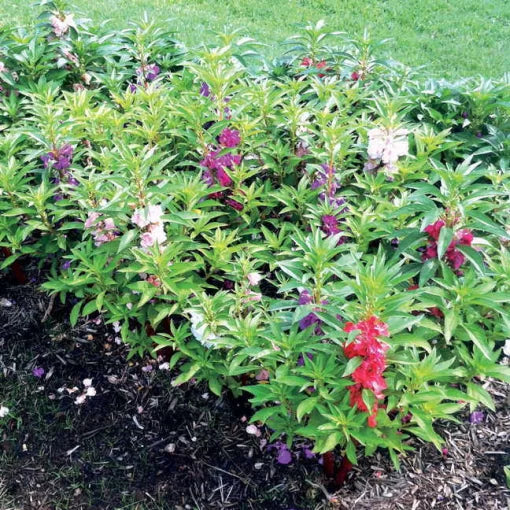Balsam Bush Seeds Dense Balsam Flowering Shrub Blend High Germination Garden Seeds heirloom non-gmo seeds