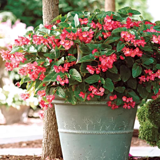 Pink Dragon Wing Begonia Seeds Large Arching Pink Begonia Flowers High Germination Garden Seeds heirloom non-gmo seeds