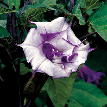 Purple Angel s Trumpet Seeds Ballerina Lavender-Purple Brugmansia High Germination Garden Seeds heirloom non-gmo seeds