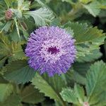 Button Beauty Bachelor s Button Seeds Brazilian Cornflower Decorative High Germination Garden Seeds heirloom non-gmo seeds