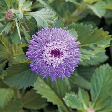 Button Beauty Bachelor s Button Seeds Brazilian Cornflower Decorative High Germination Garden Seeds heirloom non-gmo seeds