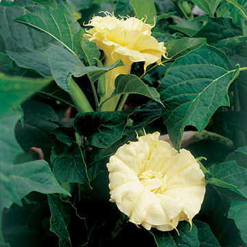 Yellow Angel s Trumpet Seeds Ballerina Bright Yellow Brugmansia High Germination Garden Seeds heirloom non-gmo seeds