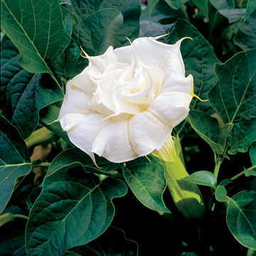 White Angel s Trumpet Seeds Ballerina Pure White Brugmansia High Germination Garden Seeds heirloom non-gmo seeds