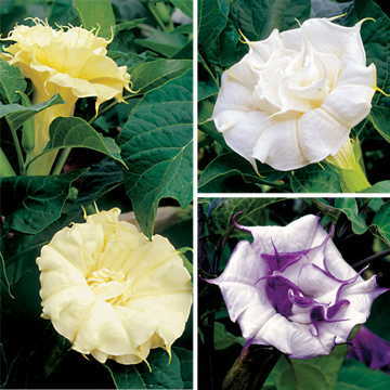 Angel s Trumpet Flower Seeds Ballerina Ornamental Blooms High Germination Garden Seeds heirloom non-gmo seeds