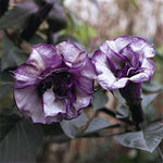 Blackcurrant Swirl Angel s Trumpet Seeds Purple-White Datura Flowers High Germination Garden Seeds heirloom non-gmo seeds