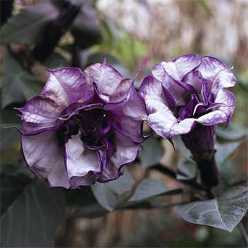 Blackcurrant Swirl Angel s Trumpet Seeds Purple-White Datura Flowers High Germination Garden Seeds heirloom non-gmo seeds