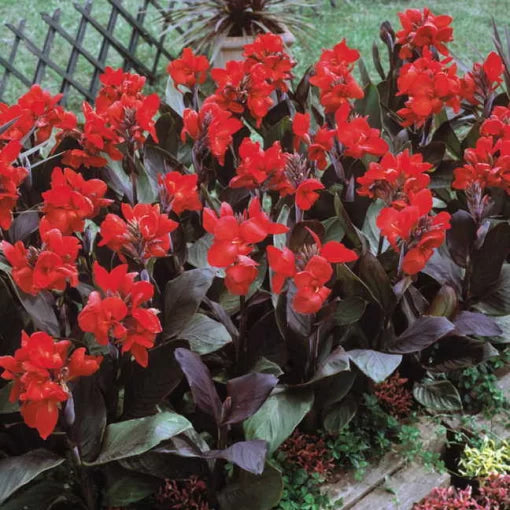 Tropical Bronze Scarlet Canna Seeds Bold Bronze-Scarlet Canna Lily High Germination Garden Seeds heirloom non-gmo seeds