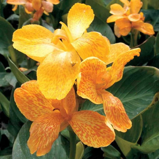 Tropical Yellow Canna Seeds Bright Yellow Canna Lily Variety High Germination Garden Seeds heirloom non-gmo seeds